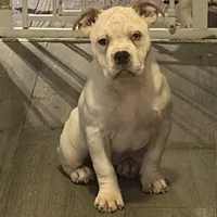 BG, a female American Bully for sale in Reading, PA – Photo 1 of 10