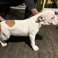 BG, a female American Bully for sale in Reading, PA – Photo 6 of 10