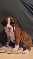 Baby boy, a male Boxer for sale in Carsonville, MI – 1 of 1