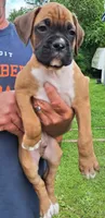 Boxer baby, a male Boxer for sale in Carsonville, MI – 1 of 1