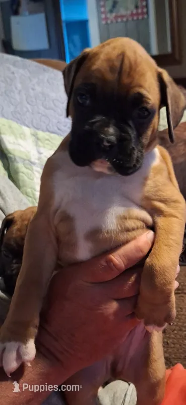 Baby boy – Boxer puppy for sale in Carsonville, MI
