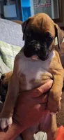 Baby boy, a male Boxer for sale in Carsonville, MI – 1 of 1