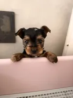 Bailey      620-680-9258 Or 417-559-7009, a female Yorkshire Terrier for sale in Lyons, KS – 3 of 9