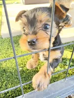 Bailey      620-680-9258 Or 417-559-7009, a female Yorkshire Terrier for sale in Lyons, KS – 2 of 9