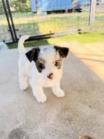 Sugar Bear  620-680-9258, a female Yorkshire Terrier for sale in Lyons, KS – 7 of 10