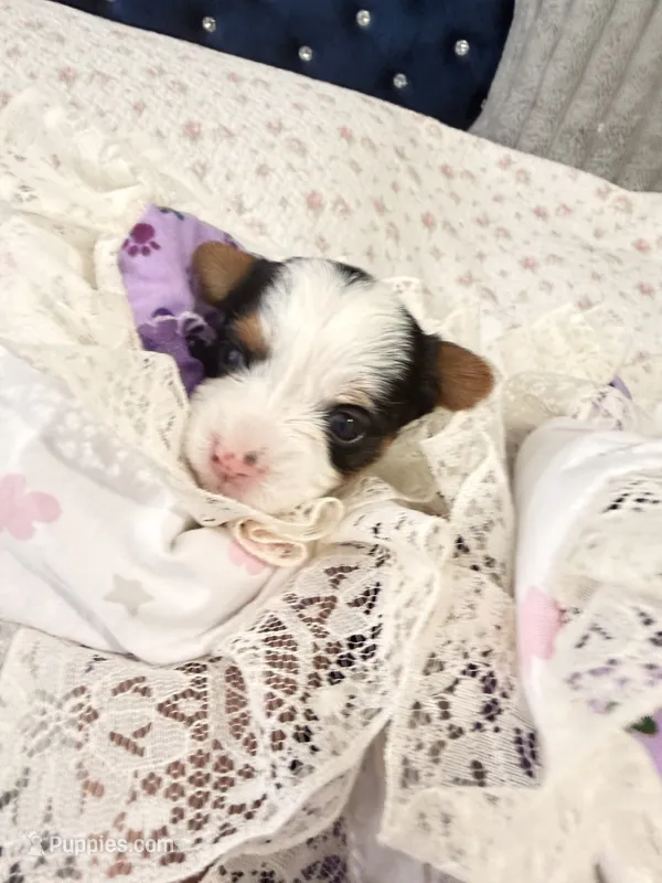 Sugar – Yorkshire Terrier puppy for sale in Lyons, KS