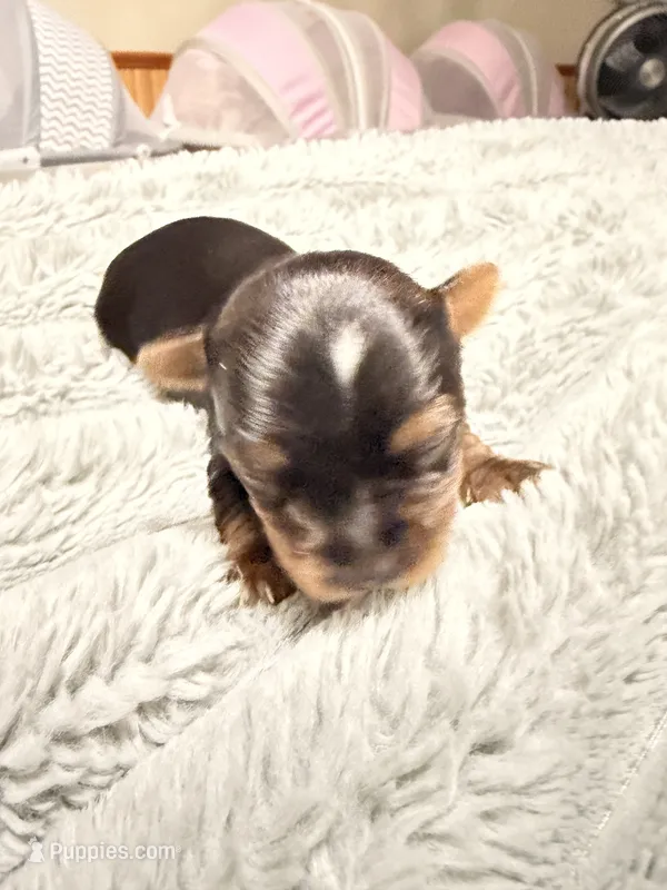 Bailey  – Yorkshire Terrier puppy for sale in Lyons, KS