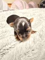 Bailey , a female Yorkshire Terrier for sale in Lyons, KS – 1 of 3