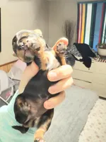 Bailey , a female Yorkshire Terrier for sale in Lyons, KS – 2 of 3