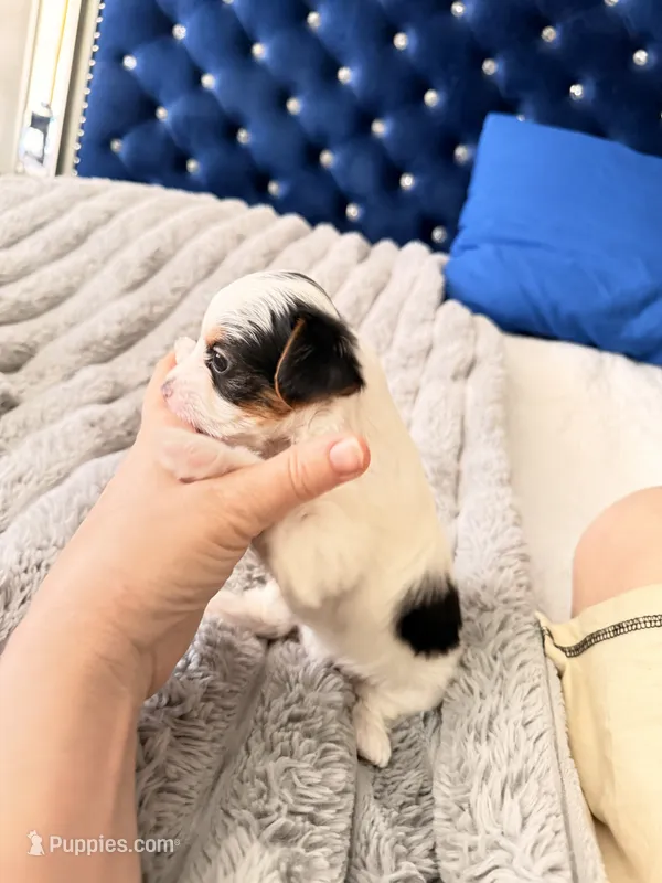 Sugar  620-680-9258 – Yorkshire Terrier puppy for sale in Lyons, KS