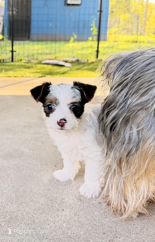 Sugar  620-680-9258 – Yorkshire Terrier puppy for sale in Lyons, KS