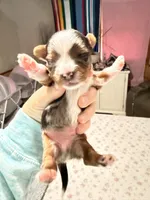 Steel, a male Yorkshire Terrier for sale in Lyons, KS – 2 of 4
