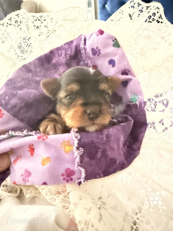 Bailey  – Yorkshire Terrier puppy for sale in Lyons, KS