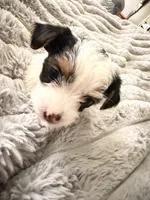 Sugar  620-680-9258, a female Yorkshire Terrier for sale in Lyons, KS – 7 of 7