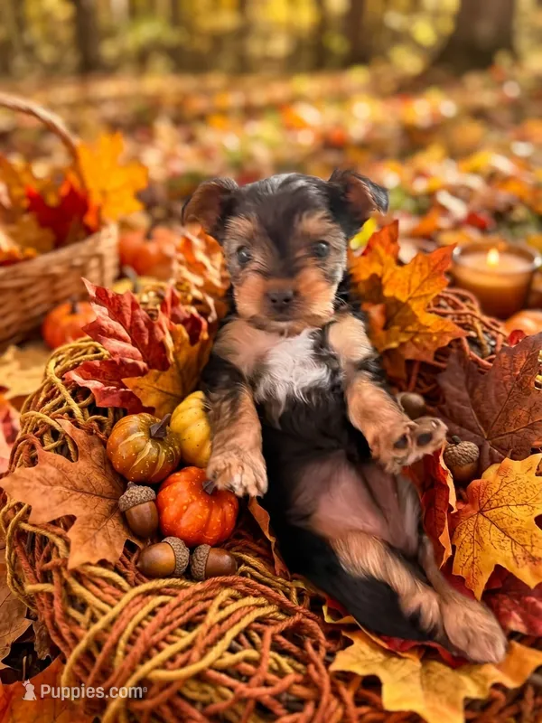 Bailey      620-680-9258 – Yorkshire Terrier puppy for sale in Lyons, KS