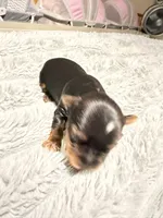 Bailey , a female Yorkshire Terrier for sale in Lyons, KS – 3 of 3