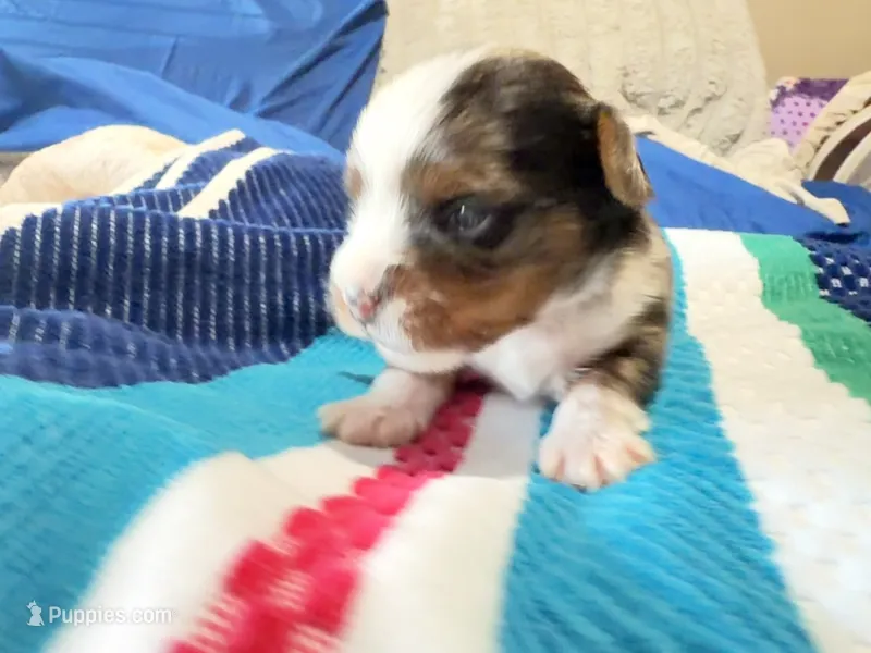 Steel – Yorkshire Terrier puppy for sale in Lyons, KS