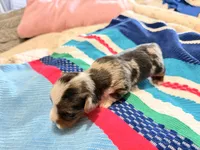 Steel, a male Yorkshire Terrier for sale in Lyons, KS – 3 of 4