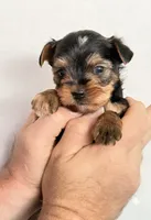 Bailey      620-680-9258, a female Yorkshire Terrier for sale in Lyons, KS – 1 of 7