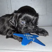 CKC Maxwell, a male Shih Tzu for sale in Ranger, GA – Photo 8 of 9