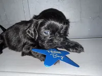 CKC Maxwell, a male Shih Tzu for sale in Ranger, GA – Photo 8 of 9