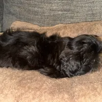 CKC Maxwell, a male Shih Tzu for sale in Ranger, GA – Photo 2 of 9