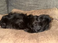 CKC Maxwell, a male Shih Tzu for sale in Ranger, GA – Photo 2 of 9