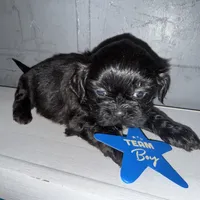 CKC Maxwell, a male Shih Tzu for sale in Ranger, GA – Photo 6 of 9