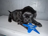 CKC Maxwell, a male Shih Tzu for sale in Ranger, GA – Photo 6 of 9