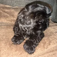CKC Maxwell, a male Shih Tzu for sale in Ranger, GA – Photo 4 of 9