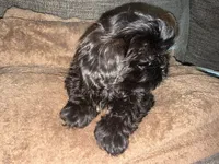 CKC Maxwell, a male Shih Tzu for sale in Ranger, GA – Photo 4 of 9