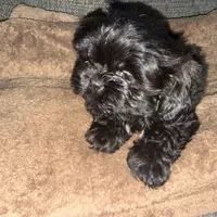 CKC Maxwell, a male Shih Tzu for sale in Ranger, GA – Photo 3 of 9