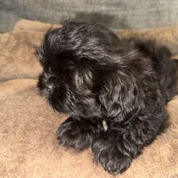 CKC Maxwell, a male Shih Tzu for sale in Ranger, GA – Photo 5 of 9