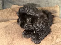 CKC Maxwell, a male Shih Tzu for sale in Ranger, GA – Photo 5 of 9