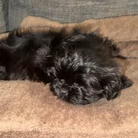 CKC Maxwell, a male Shih Tzu for sale in Ranger, GA – Photo 1 of 9