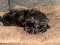 CKC Maxwell, a male Shih Tzu for sale in Ranger, GA – Photo 1 of 9