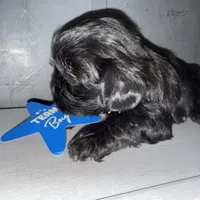 CKC Maxwell, a male Shih Tzu for sale in Ranger, GA – Photo 7 of 9