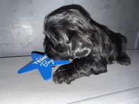 CKC Maxwell, a male Shih Tzu for sale in Ranger, GA – Photo 7 of 9