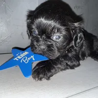 CKC Maxwell, a male Shih Tzu for sale in Ranger, GA – Photo 9 of 9