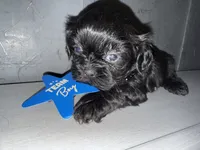 CKC Maxwell, a male Shih Tzu for sale in Ranger, GA – Photo 9 of 9