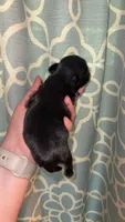 CKC PAUL, a male Shih Tzu for sale in Ranger, GA – 3 of 4