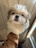 CKC Brookie, a female Shih Tzu for sale in Ranger, GA – Photo 4 of 6