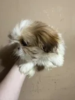 CKC Brookie, a female Shih Tzu for sale in Ranger, GA – Photo 3 of 6