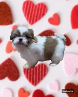 CKC Brookie, a female Shih Tzu for sale in Ranger, GA – Photo 6 of 6