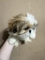 CKC Brookie, a female Shih Tzu for sale in Ranger, GA – Photo 1 of 6