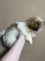 CKC Brookie, a female Shih Tzu for sale in Ranger, GA – Photo 5 of 6