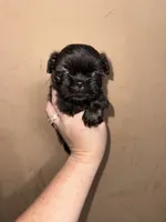 Imperial princess , a female Shih Tzu for sale in Ranger, GA – 1 of 8