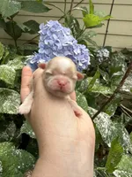 Imperial Daisy , a female Shih Tzu for sale in Ranger, GA – 7 of 7