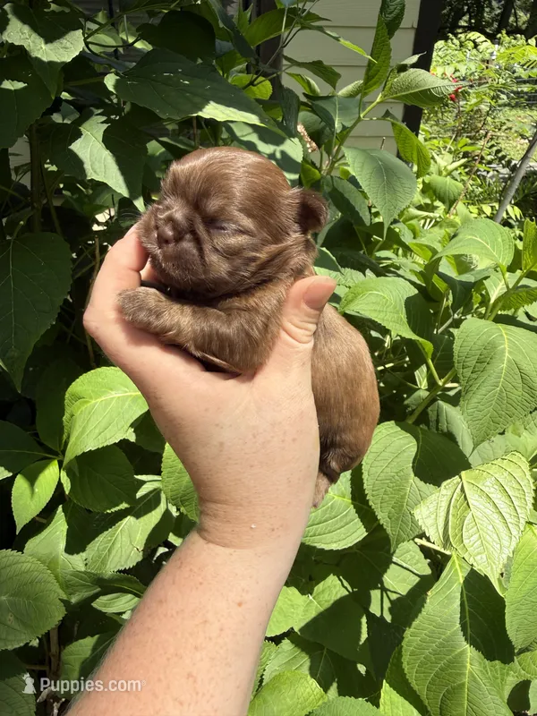 Imperial Maxwell – Shih Tzu puppy for sale in Ranger, GA