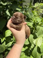 Imperial Maxwell, a male Shih Tzu for sale in Ranger, GA – 1 of 7